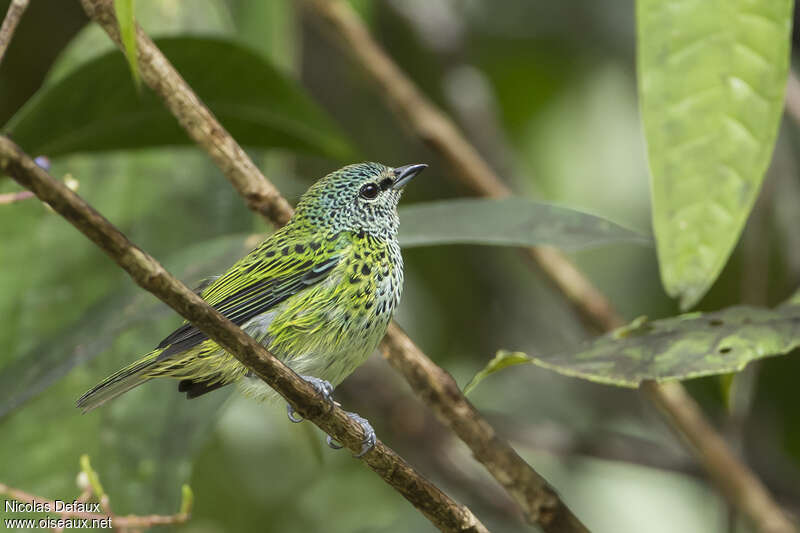 Calliste syacouadulte, identification