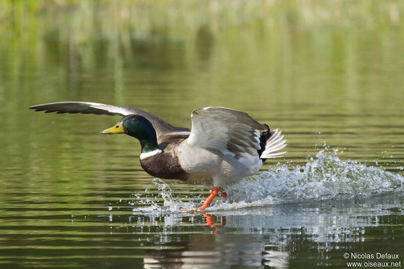 Canard colvert, Vol