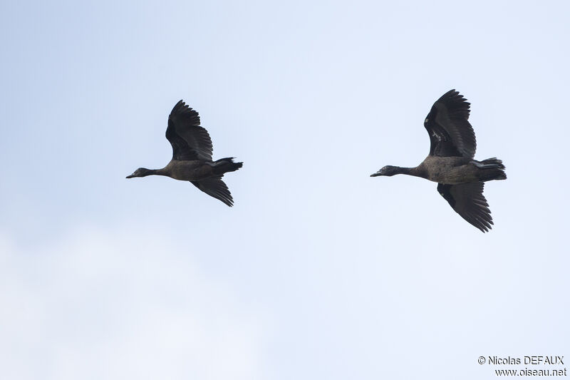 Canard musqué, Vol