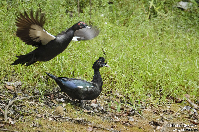 Canard musquéadulte