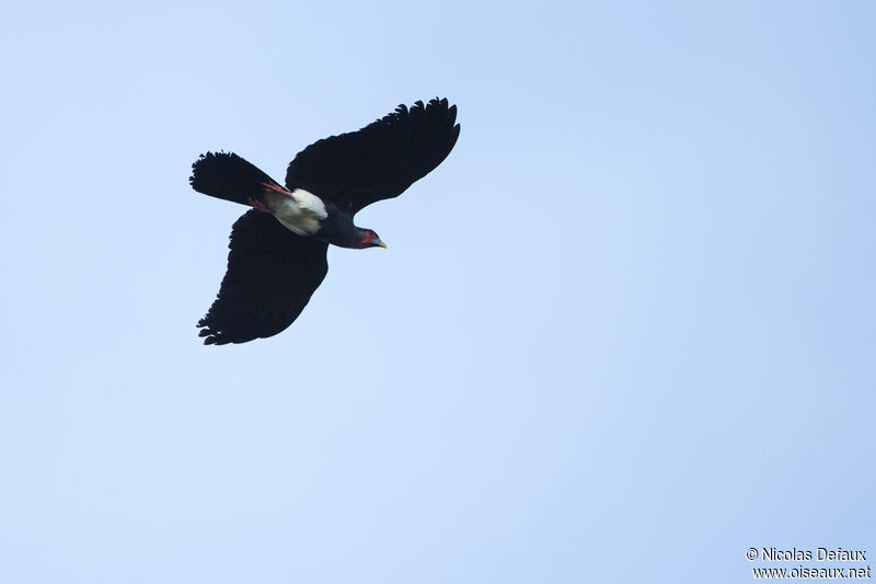 Caracara à gorge rouge, Vol