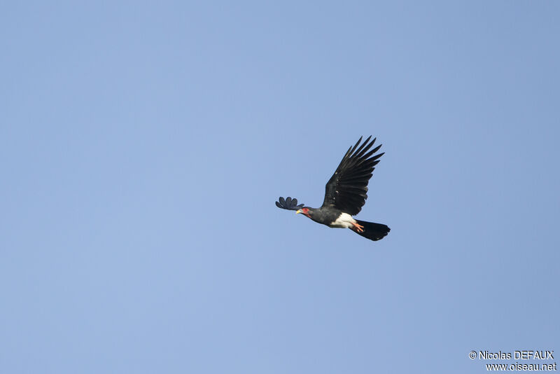 Caracara à gorge rougeadulte, Vol