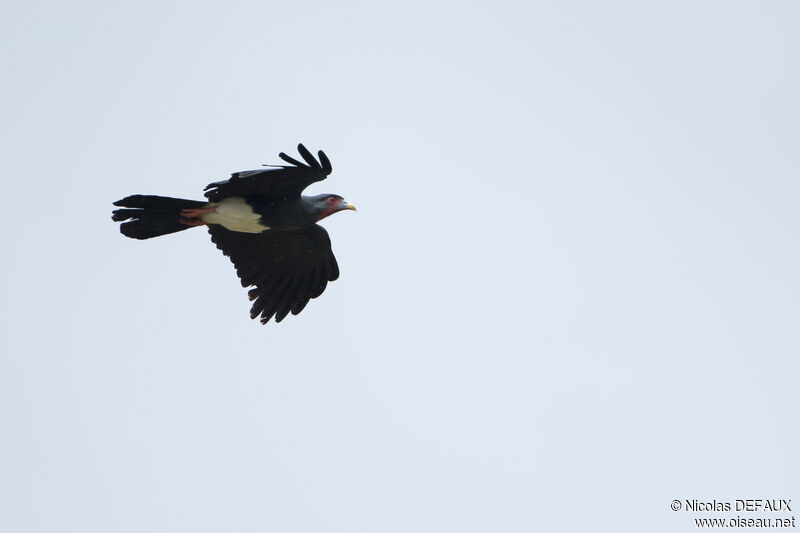 Caracara à gorge rouge, Vol