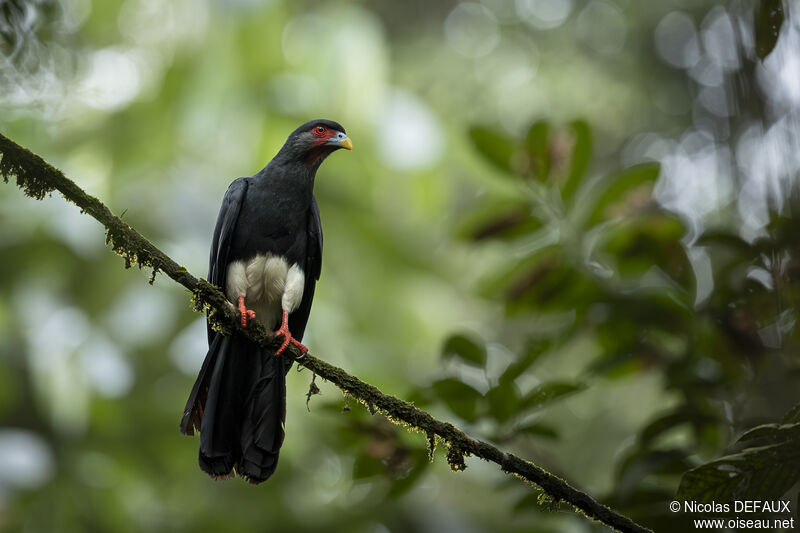 Red-throated Caracaraadult, close-up portrait