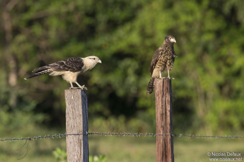 Caracara à tête jaune