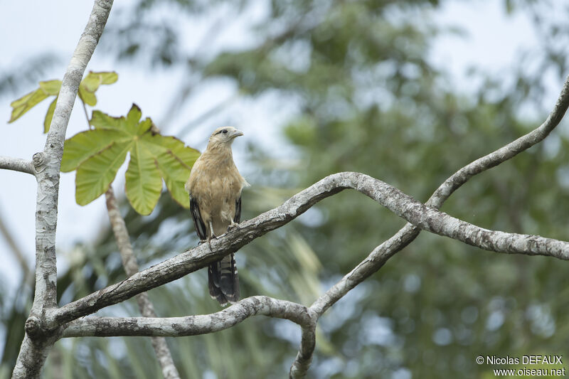 Yellow-headed Caracara