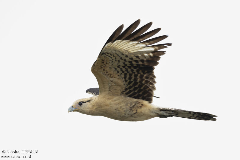 Yellow-headed Caracara, Flight