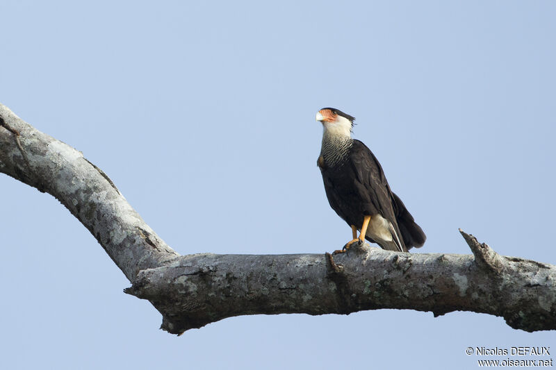 Crested Caracara (cheriway)