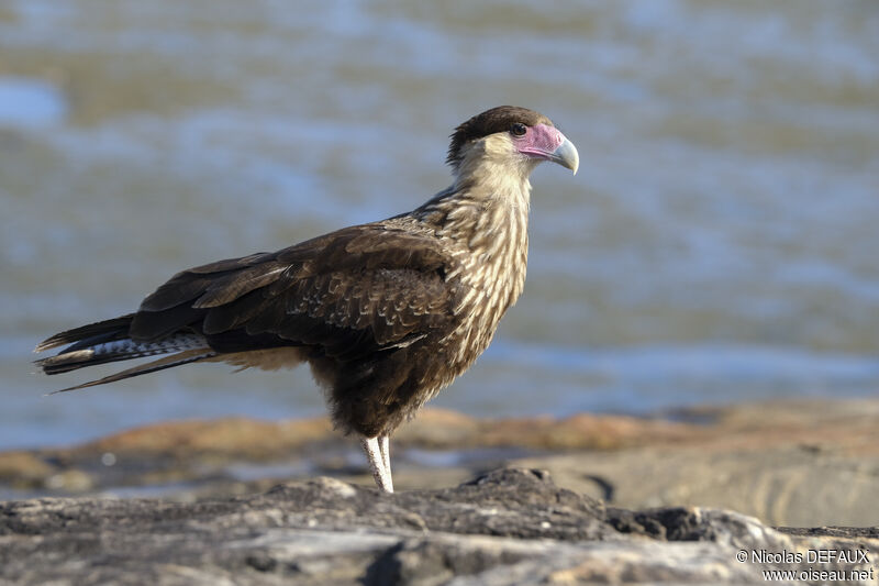 Caracara du Nordjuvénile