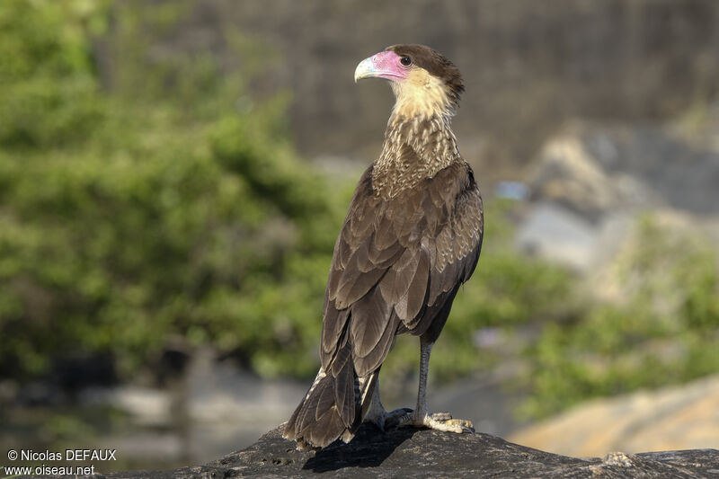 Caracara du Nordjuvénile