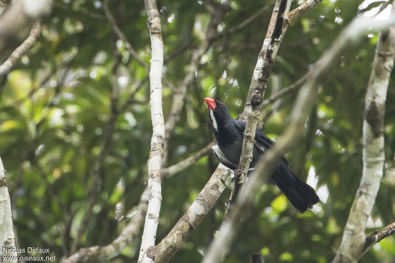 Slate-colored Grosbeak male adult, habitat, pigmentation