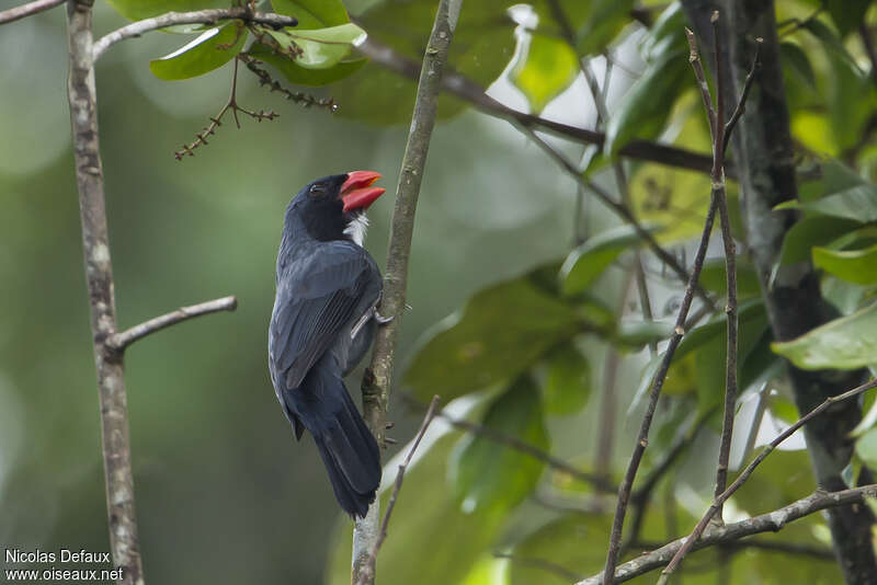 Cardinal ardoisé mâle adulte, identification