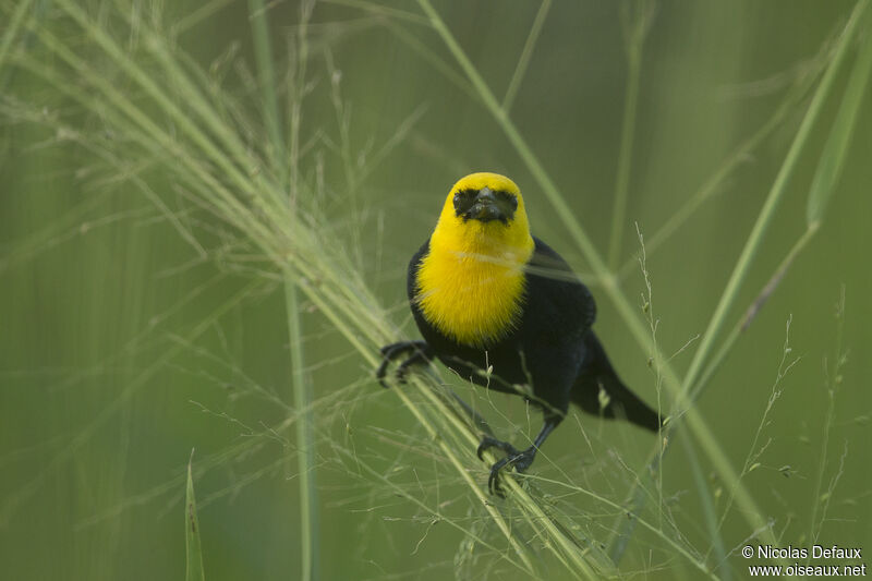 Yellow-hooded Blackbird