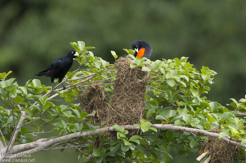 Red-rumped Caciqueadult, habitat, pigmentation, Reproduction-nesting