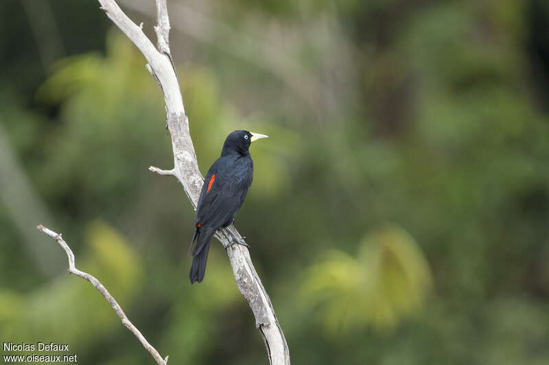 Red-rumped Cacique male adult, identification