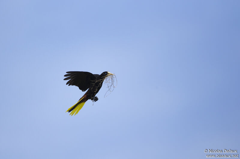 Crested Oropendola, Flight