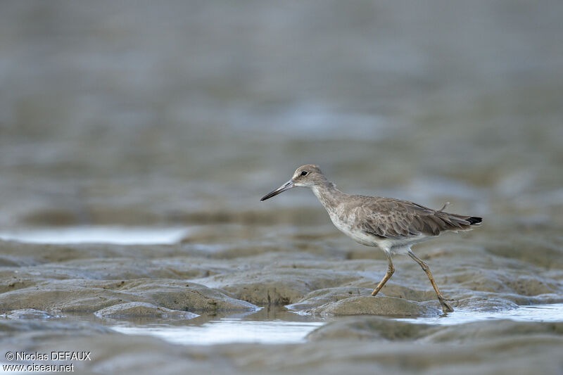 Willet, close-up portrait