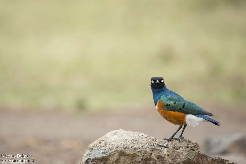 Superb Starlingadult, habitat, pigmentation, Behaviour