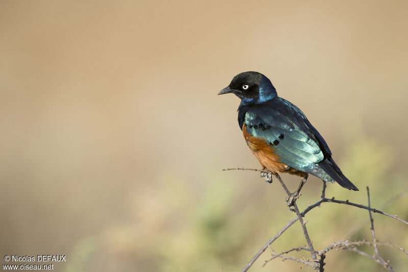 Superb Starling, close-up portrait