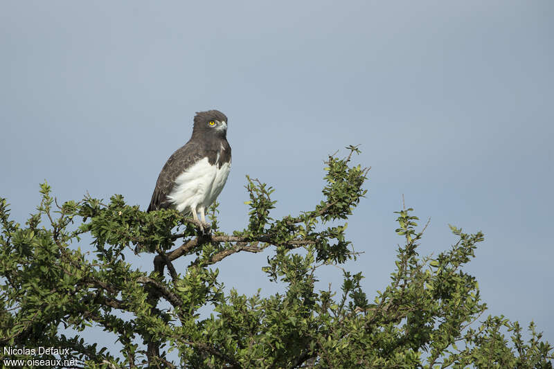 Circaète à poitrine noireadulte, portrait