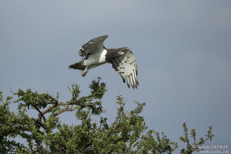 Black-chested Snake Eagle, close-up portrait, Flight