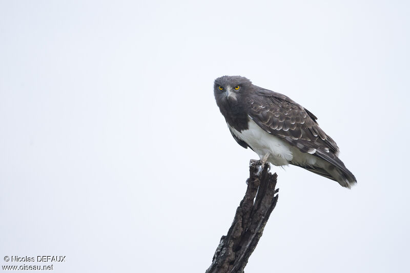 Circaète à poitrine noireadulte, portrait