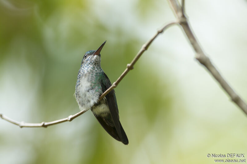 Colibri à menton bleu