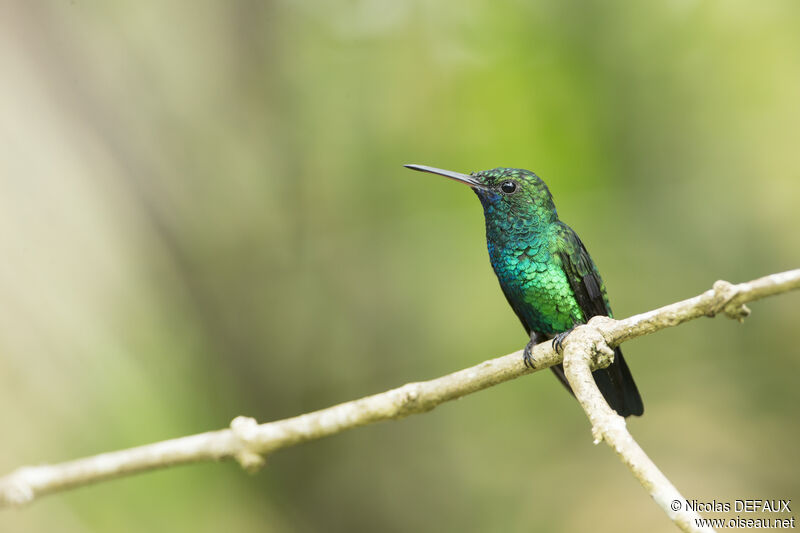 Colibri à menton bleu mâle