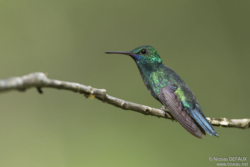 Blue-chinned Sapphire male adult, close-up portrait