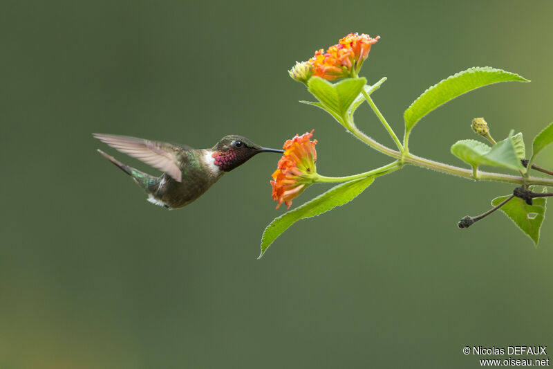 Colibri améthyste