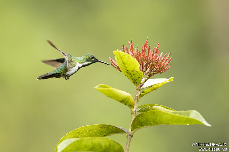 Colibri avocette femelle, Vol, mange