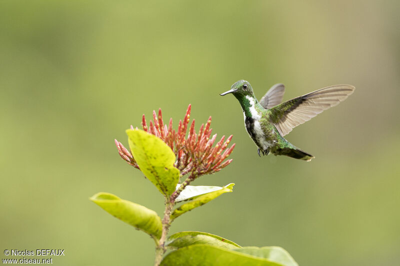 Fiery-tailed Awlbill female, Flight, eats