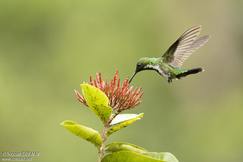 Fiery-tailed Awlbill female, Flight, eats