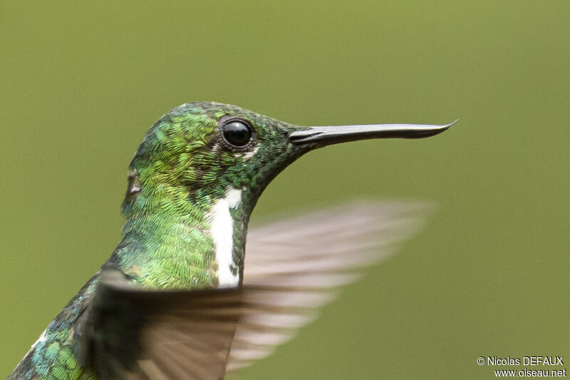 Colibri avocette femelle, portrait