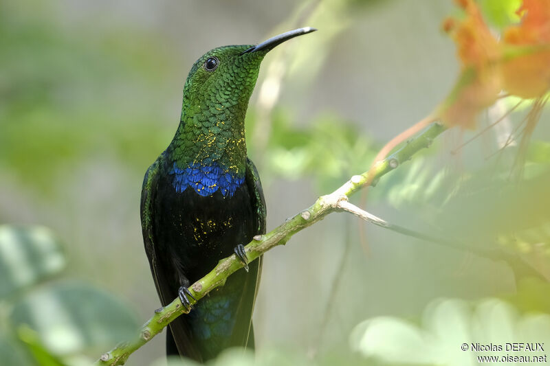 Green-throated Caribadult, identification