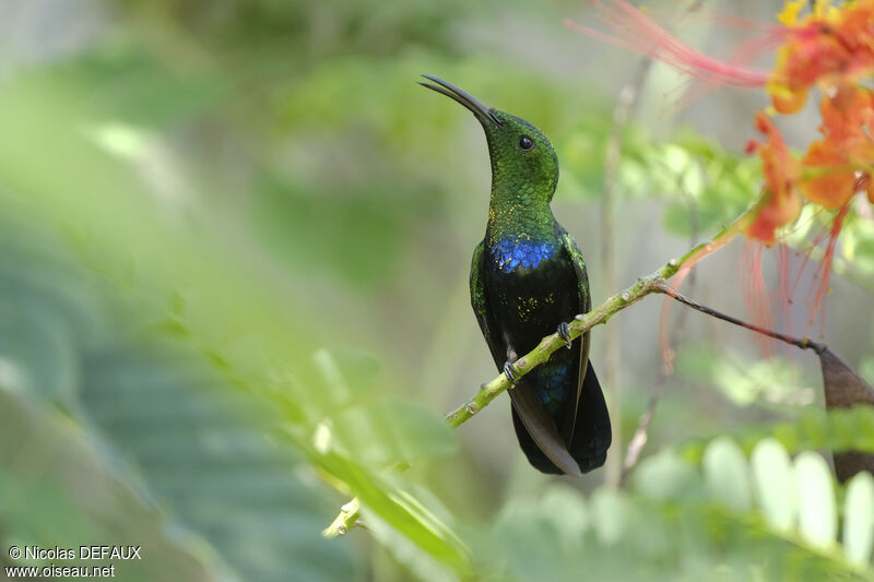 Colibri falle-vertadulte, identification