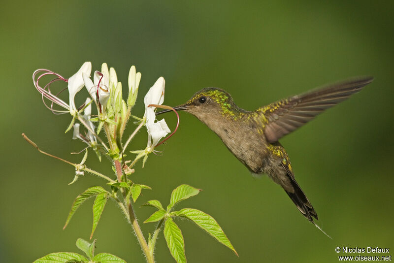 Antillean Crested Hummingbird female