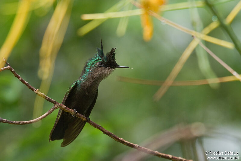 Colibri huppé mâle