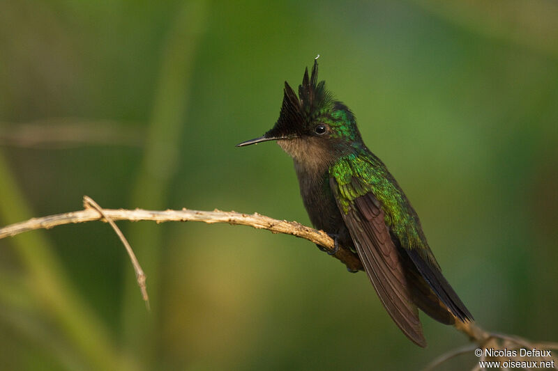 Antillean Crested Hummingbird male