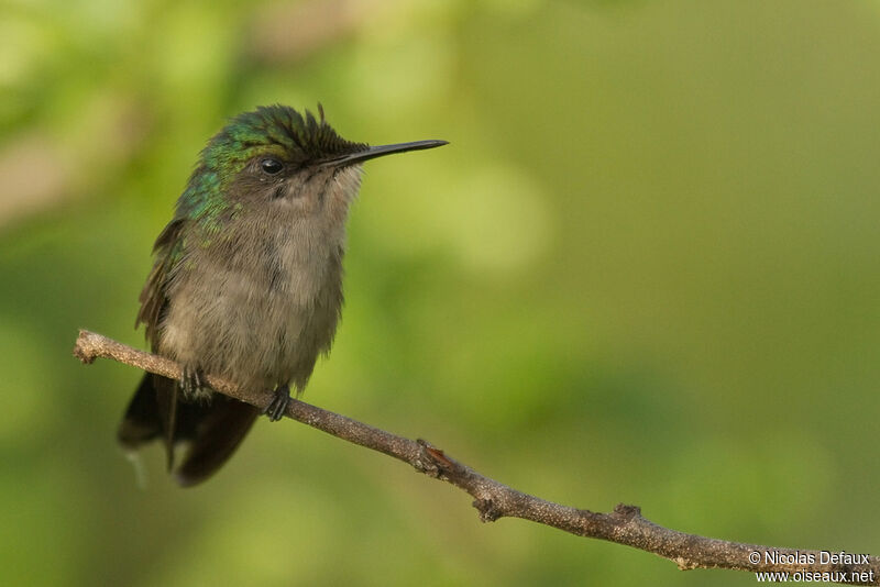 Colibri huppé