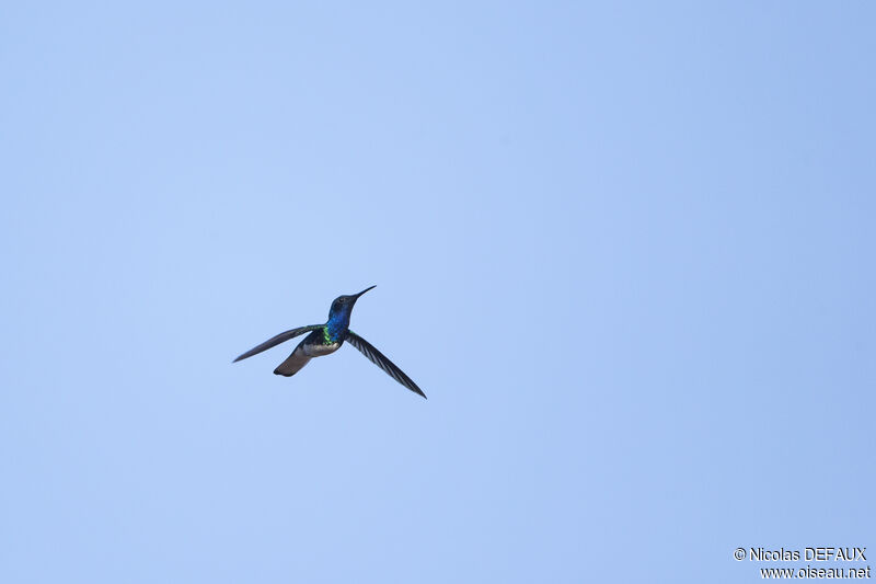 White-necked Jacobinadult, Flight