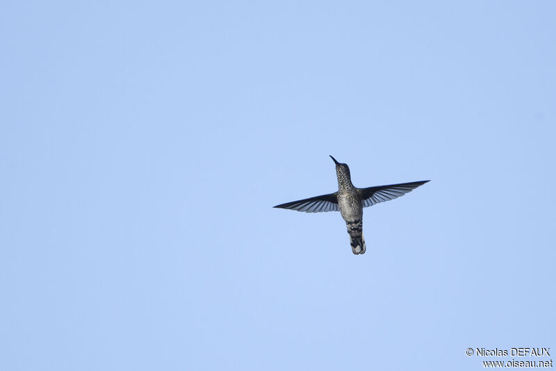 White-necked Jacobinadult, Flight