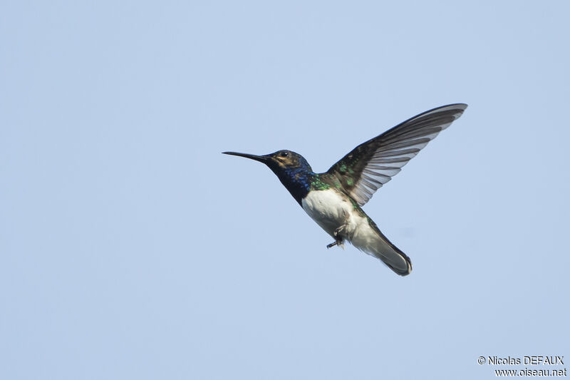 Colibri jacobin mâle juvénile, Vol