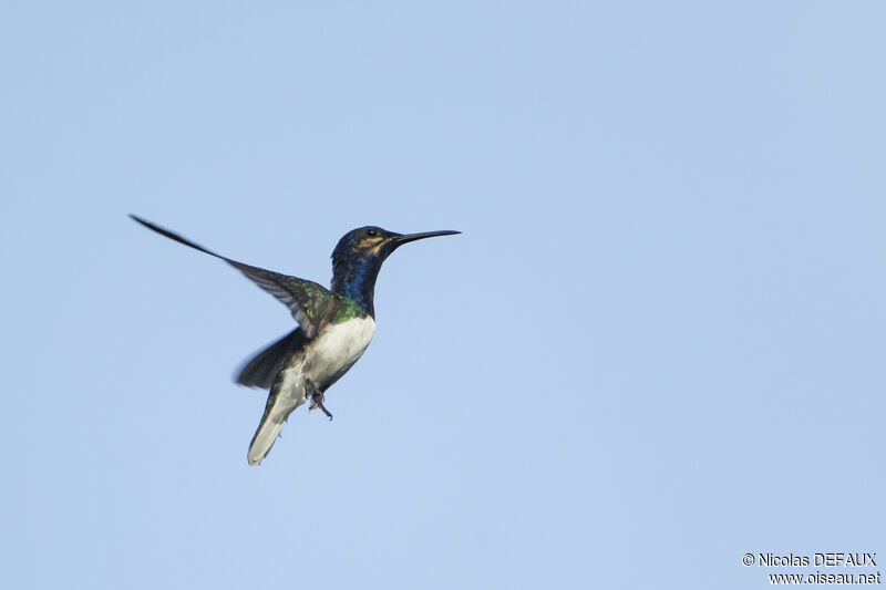 White-necked Jacobin male juvenile, Flight