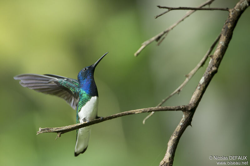 Colibri jacobin mâle adulte, portrait