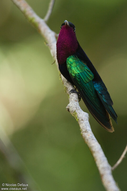 Colibri madère