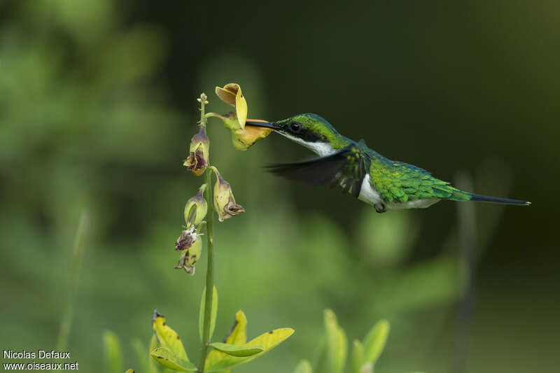 Colibri oreillard femelle adulte, Vol, régime