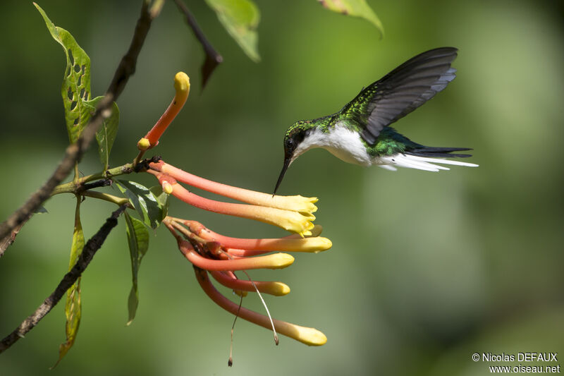 Black-eared Fairy female adult, Flight, eats