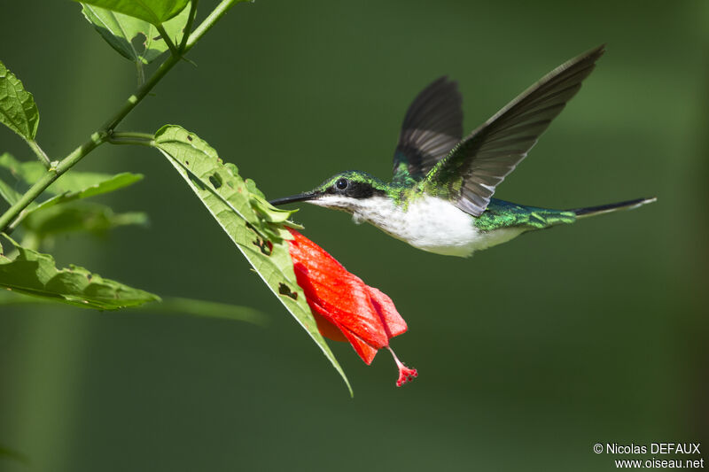 Black-eared Fairy female adult, Flight, eats