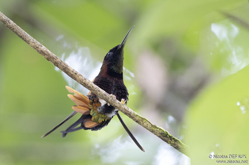 Crimson Topaz male adult breeding, close-up portrait